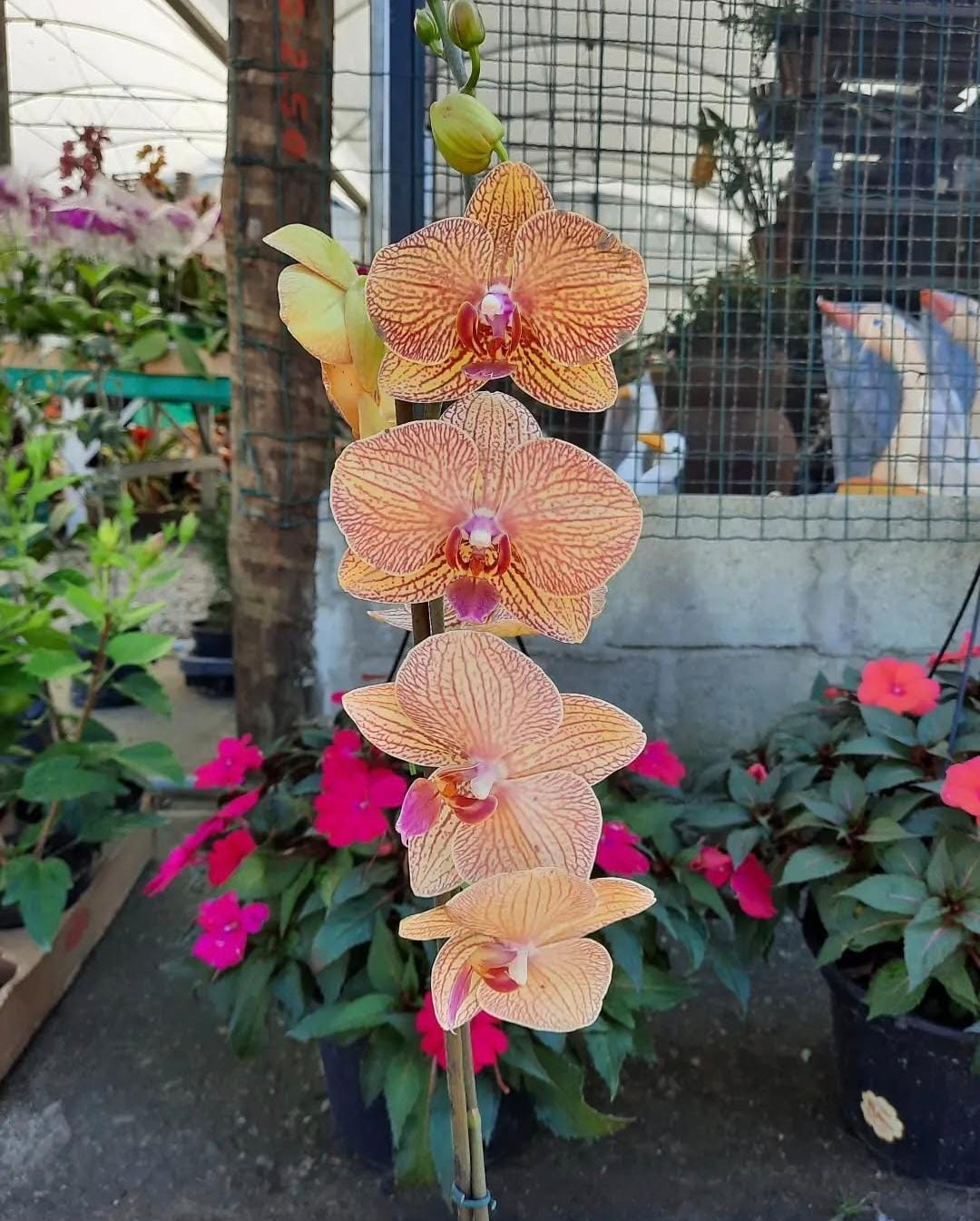 orquidea laranja